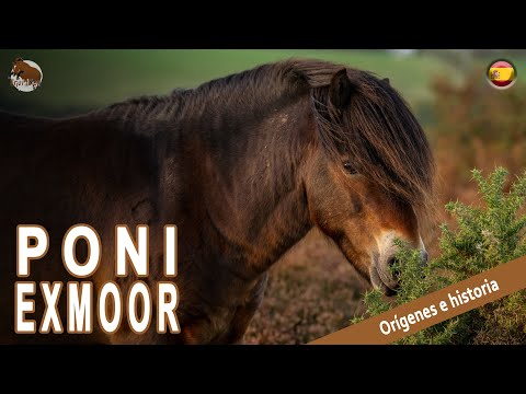 PONI EXMOOR, un pony con casi 30.000 años de historia con el hombre, ORIGEN DE LAS RAÇAS