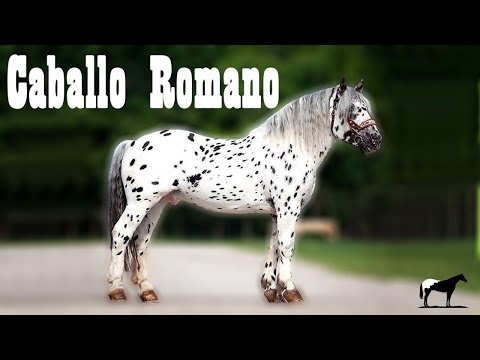 El Noriker (Caballo De Los Romanos) 🐴-Del Cerro Soy