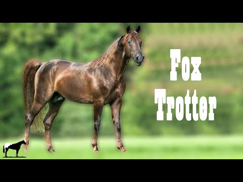 Un Caballo Para Delicados &quot;El Trote De Zorro&quot; (Fox Trotter)🐴-Del Cerro Soy