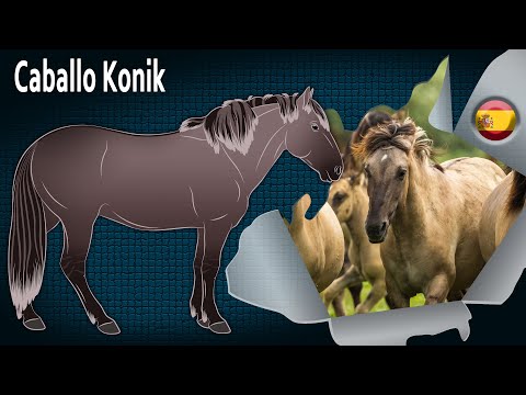 Caballo Konik, caballos salvajes nativos de los bosques del norte, Razas de caballos