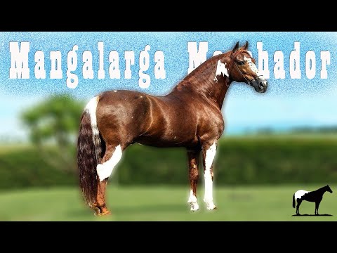 El Mejor Caballo De Brasil (Mangalarga Marchador)🐴-Del Cerro Soy